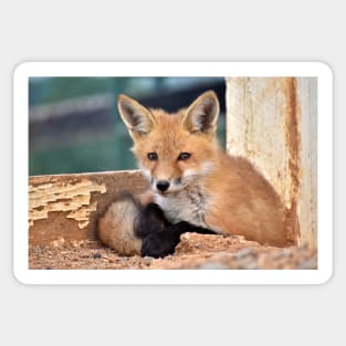 Red Fox Kit Sticker